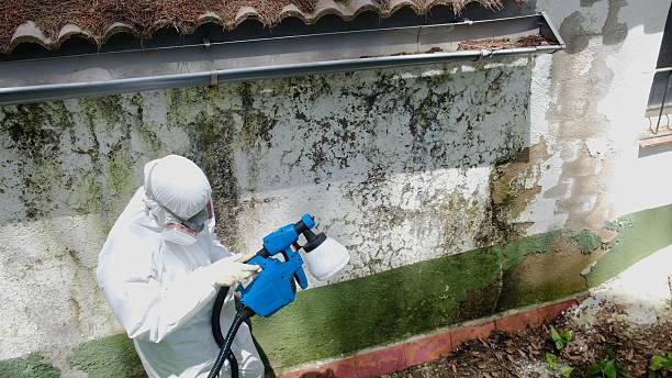 Top rated local Commercial Mold Remediation specialists in Suffolk, VA